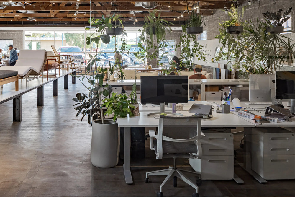 Showroom workspace with black desk, hanging plants, wooden furniture, and office setup in modern industrial space