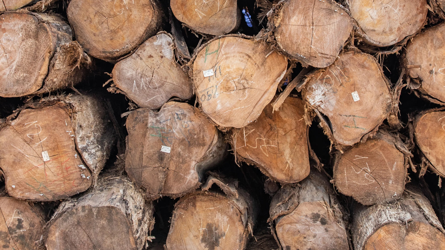 Cross-section of stacked raw teak logs tagged with tracking labels - timber sourcing and sustainability image